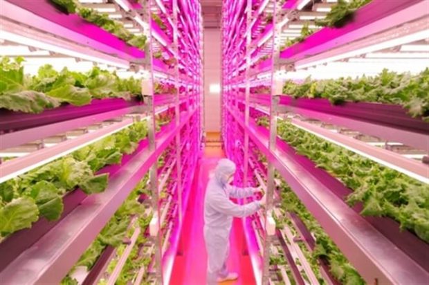 Đèn Led trồng cây quang hợp trong nhà